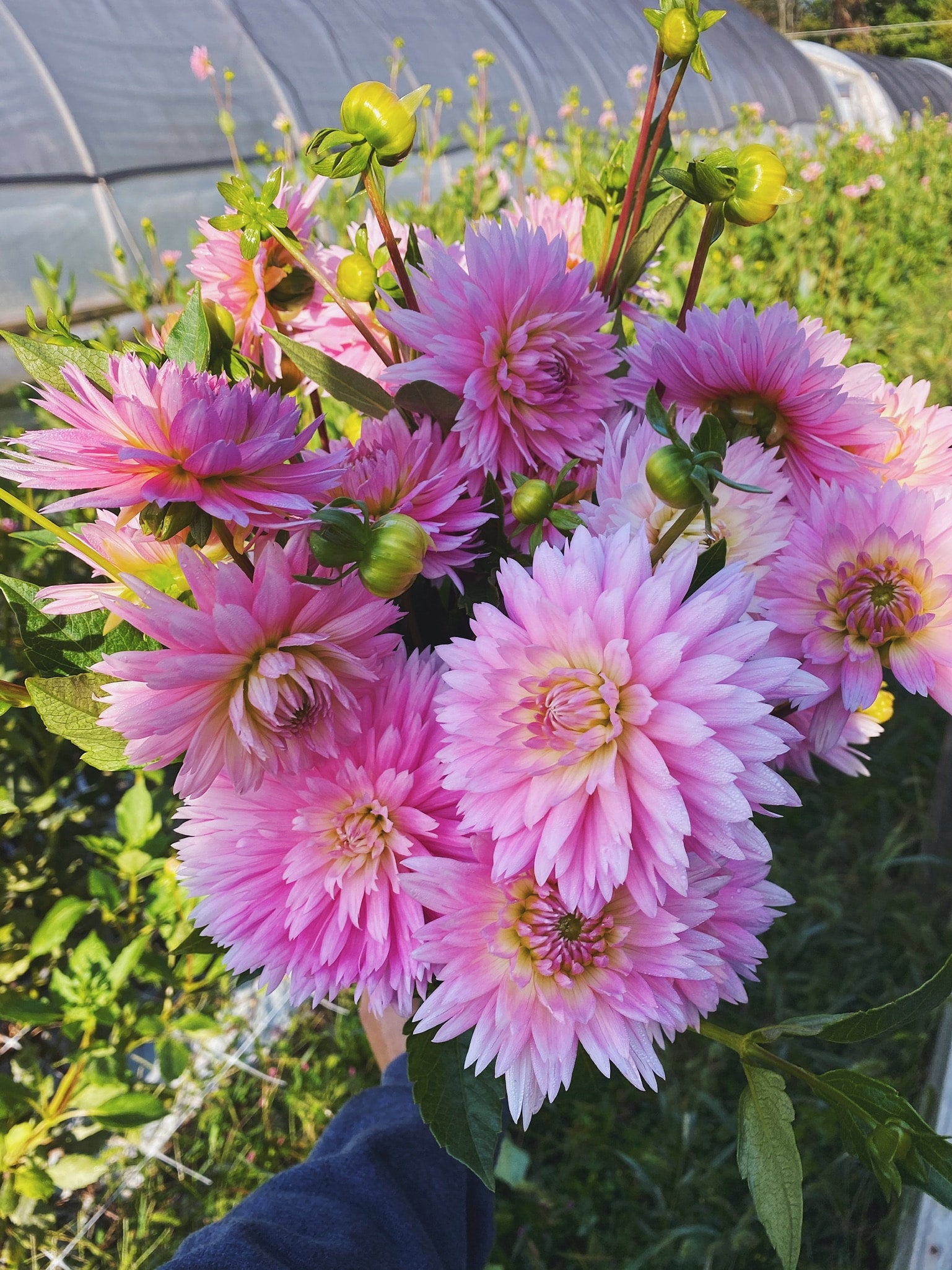 Gay Princess Dahlia Tubers Pisarcik Flower Farm