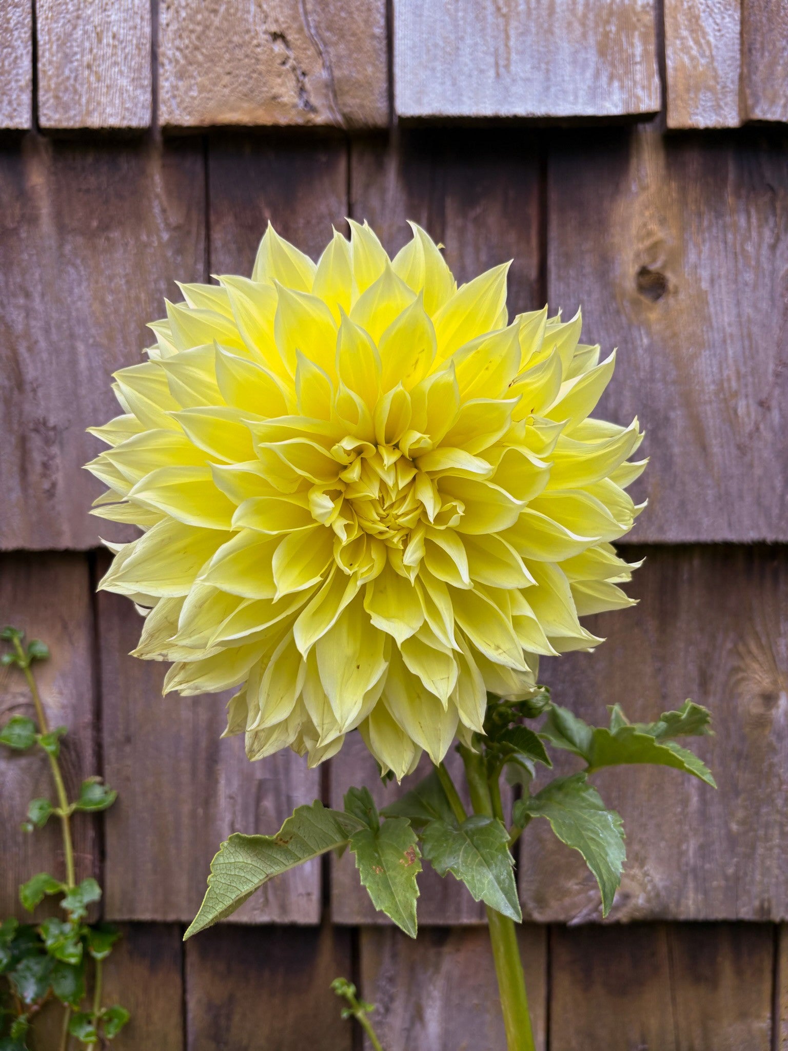 Kelvin Floodlight Dahlia Tubers | Pisarcik Flower Farm