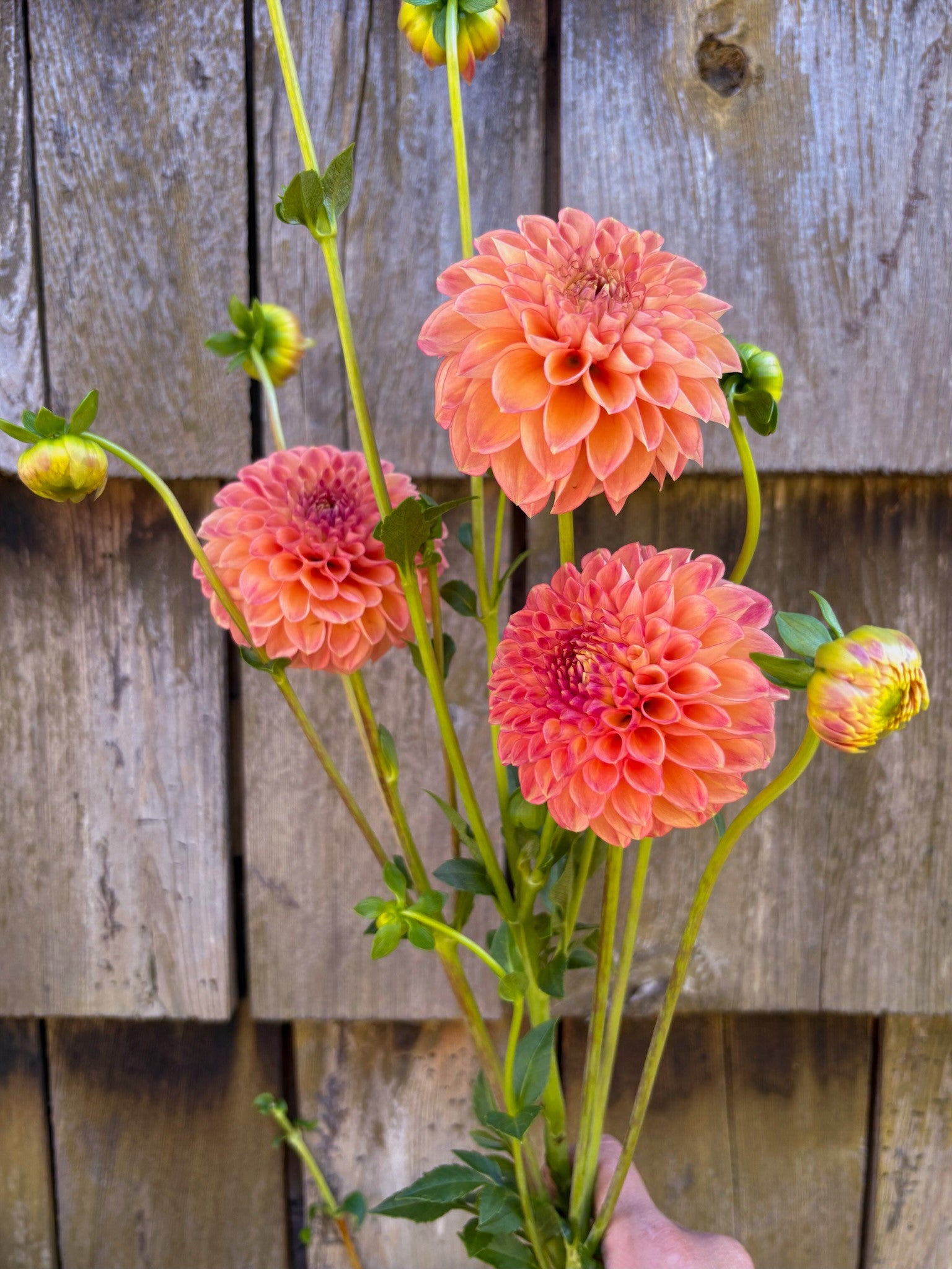 Pisarcik Flower Farm Snoho Doris Dahlia Tubers - Thumbnail 2