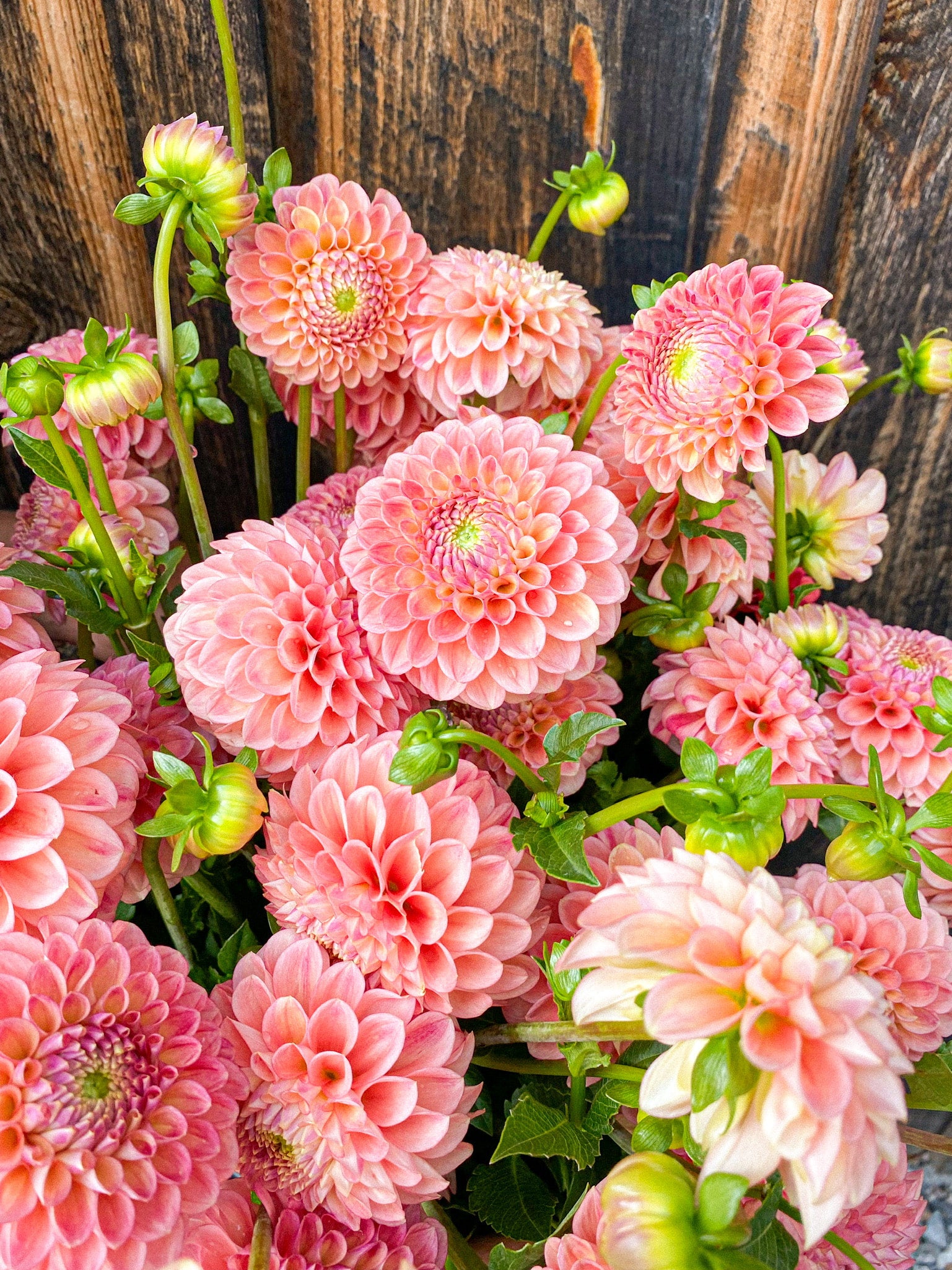 Pisarcik Flower Farm Snoho Doris Dahlia Tubers